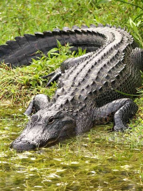 alligator scort